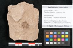 Foto (Objekt + Etikett) von Taxodium distichum miocenicum Heer (NHMW-GEO-2024-0188-6407)